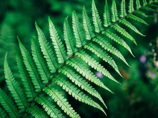 Cómo respiran las plantas - Cómo y por dónde respiran las plantas