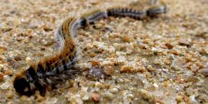 Cómo eliminar orugas procesionarias