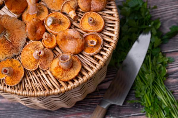 Níscalos: propiedades, beneficios y cómo comer estas setas - ¿Cuáles son las propiedades de los níscalos?