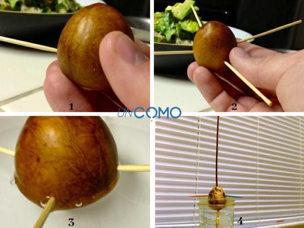 Cómo plantar un aguacate en casa - Cómo germinar un aguacate rápido 