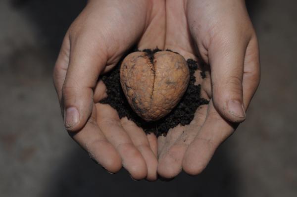 Cómo plantar un aguacate en casa