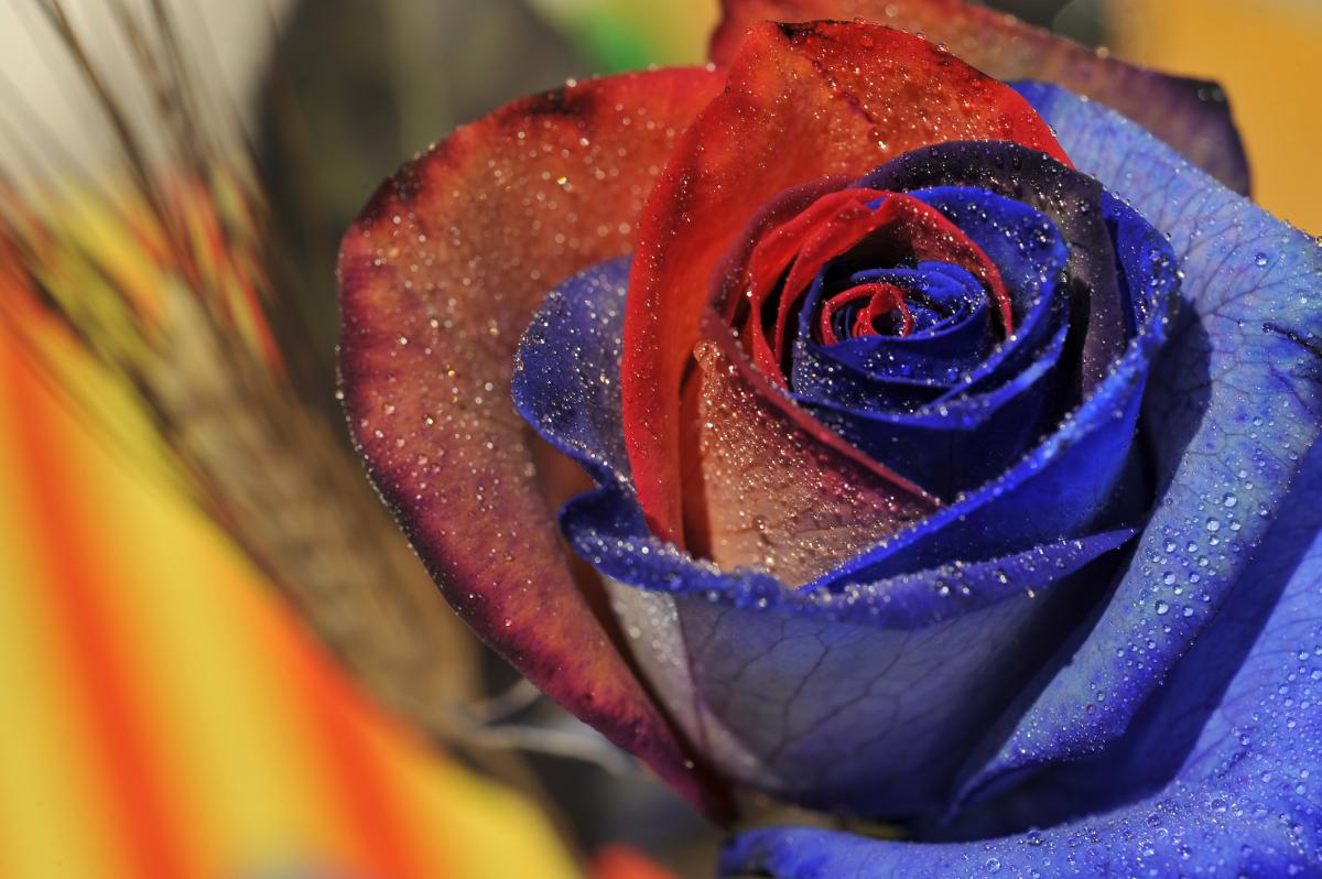 Cómo regalar una rosa original para Sant Jordi