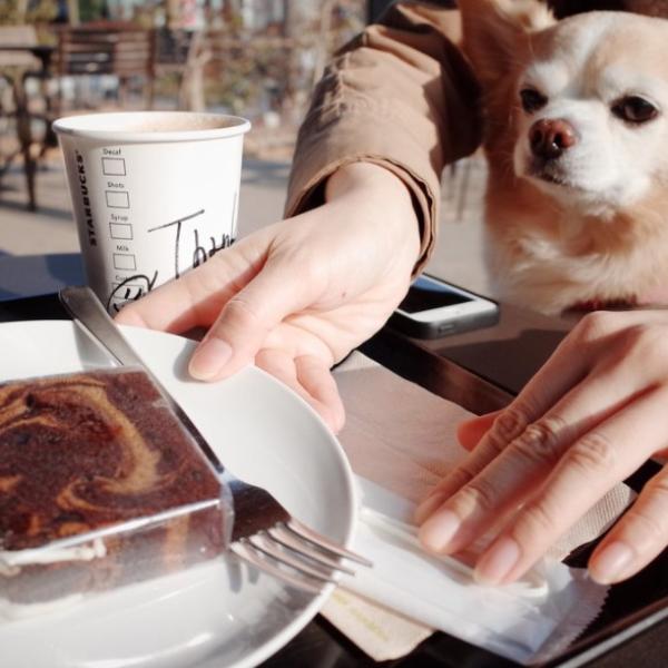 es una galleta con chispas de chocolate mala para los perros