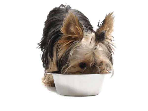 qué debo darle de comer a mi cachorro yorkie