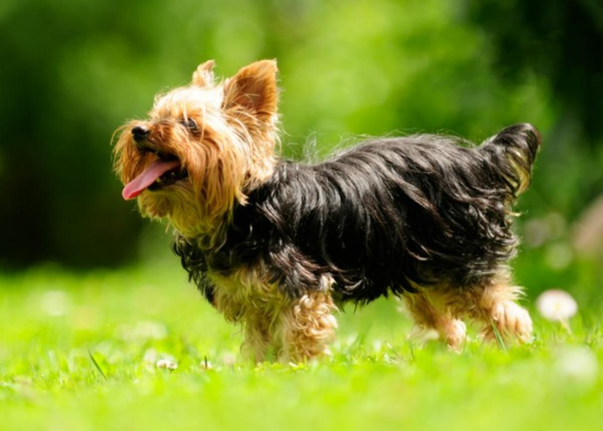 Cómo cuidar a un yorkshire terrier