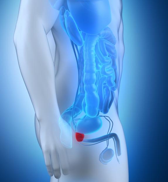 Cuál es el tamaño normal de la próstata