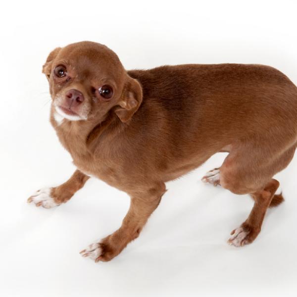 cómo puedo ayudar a mi hijo a no tener miedo a los perros