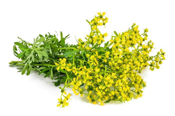 Cómo limpiar la casa con ruda