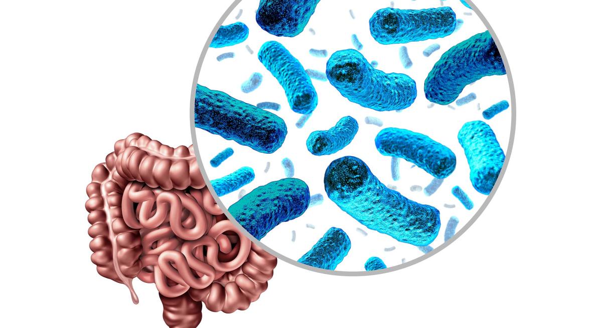 Microbiota intestinal: qué es, función y cómo mejorarla