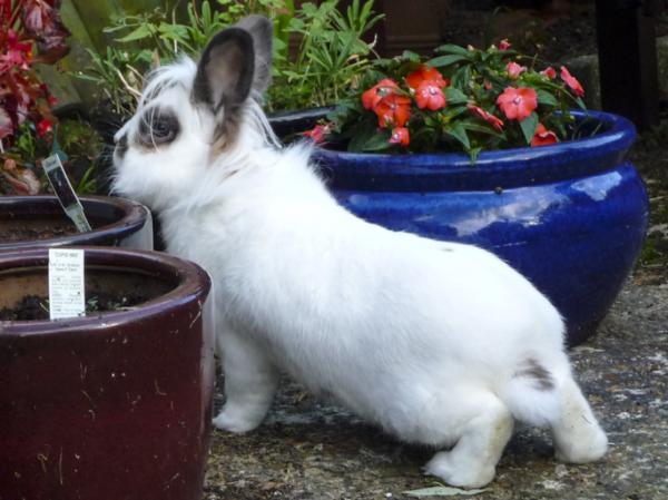 Cómo entender a mi conejo - Olfatear