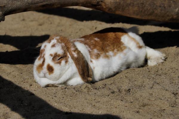 Cómo entender a mi conejo - Tumbarse en el suelo