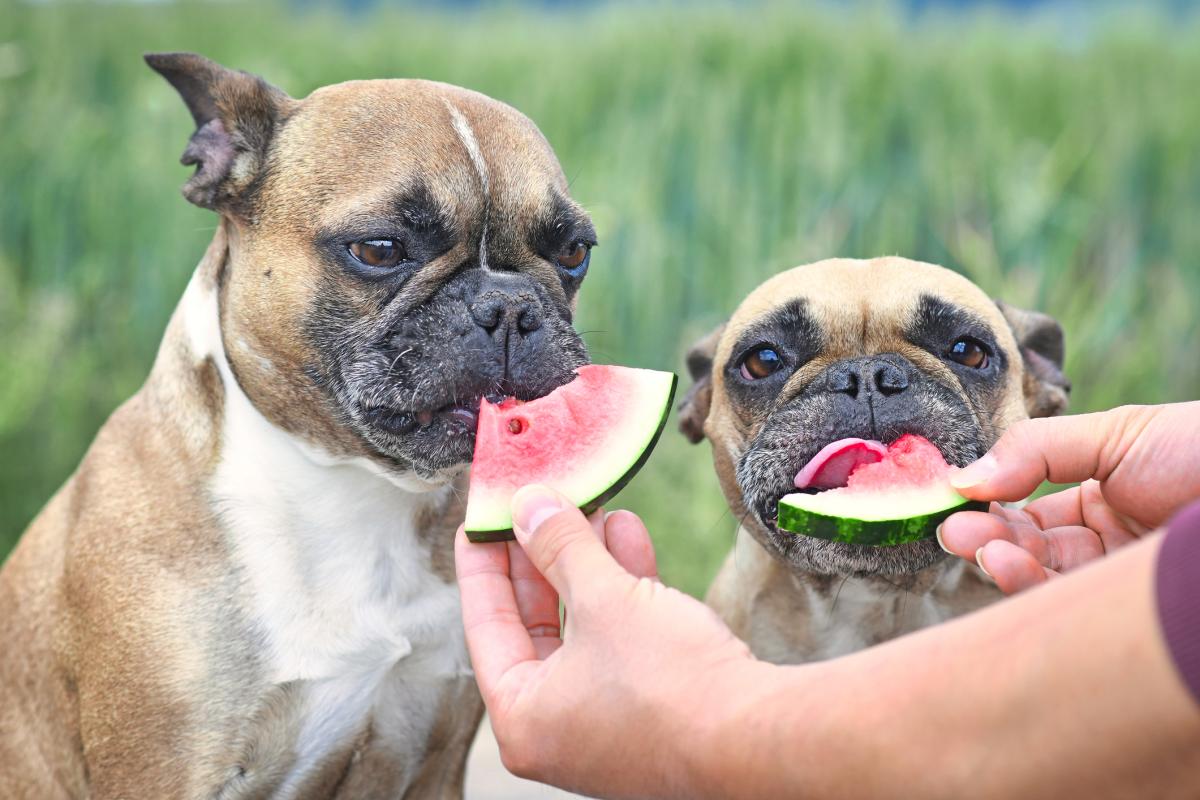 ¿Los perros comen fruta?