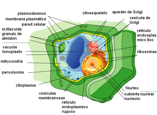 Cuál es la diferencia entre célula animal y vegetal - Aquí la RESPUESTA - ¿Qué es una célula vegetal?