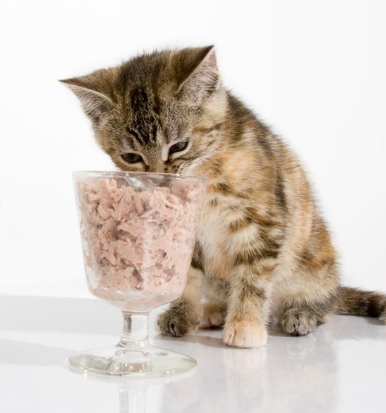 10 cosas que pueden matar a tu gato - Atún ¡completamente prohibido! 