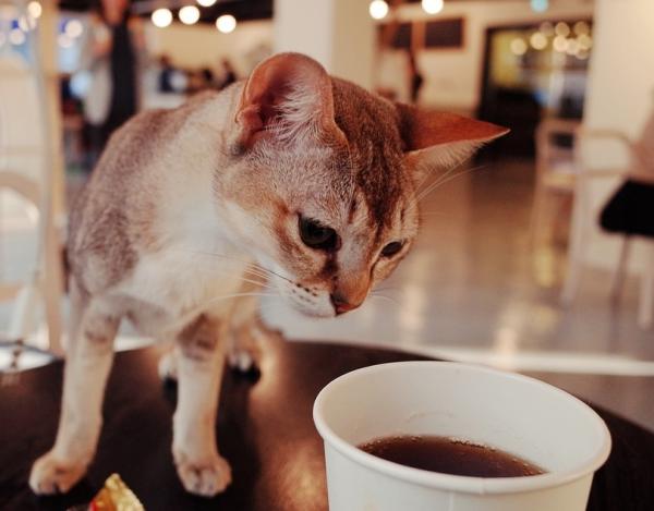 10 cosas que pueden matar a tu gato - Café, té y refresco, demasiado estimulante para el animal 