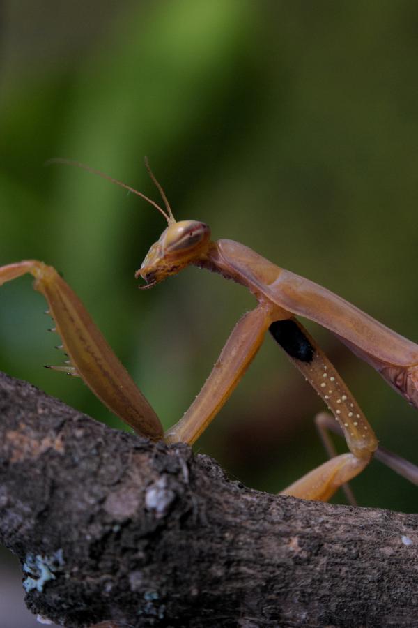 Cómo alimentar una mantis religiosa - Paso 1