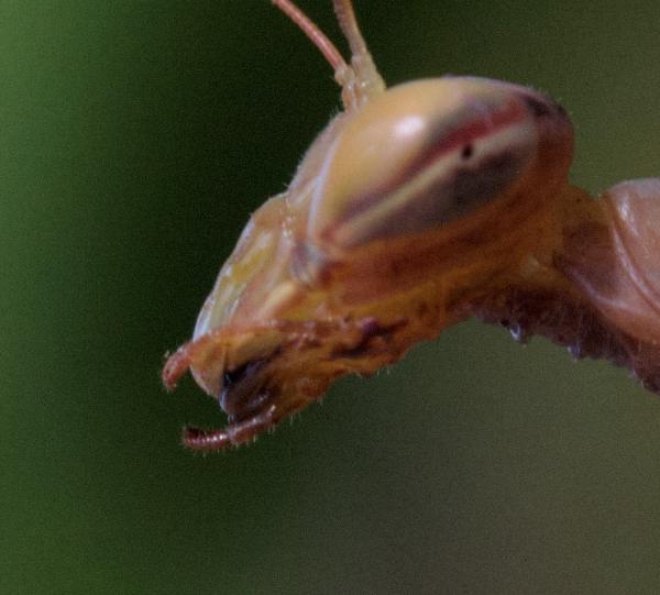 Cómo alimentar una mantis religiosa - Paso 6
