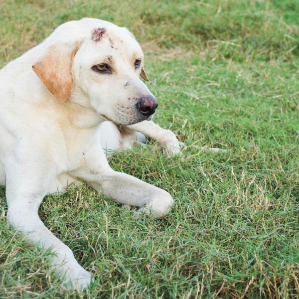 qué debo hacer si mi cachorro tiene gusanos
