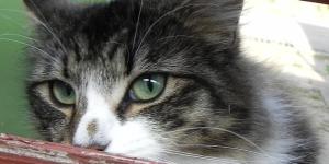 Cómo evitar el miedo al veterinario en los gatos