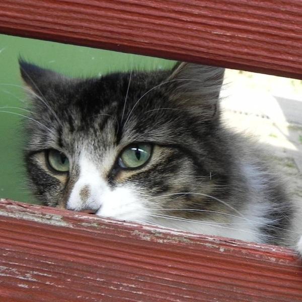 Cómo evitar el miedo al veterinario en los gatos