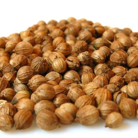 Cómo hacer un bonsái a partir de una semilla - Paso 1