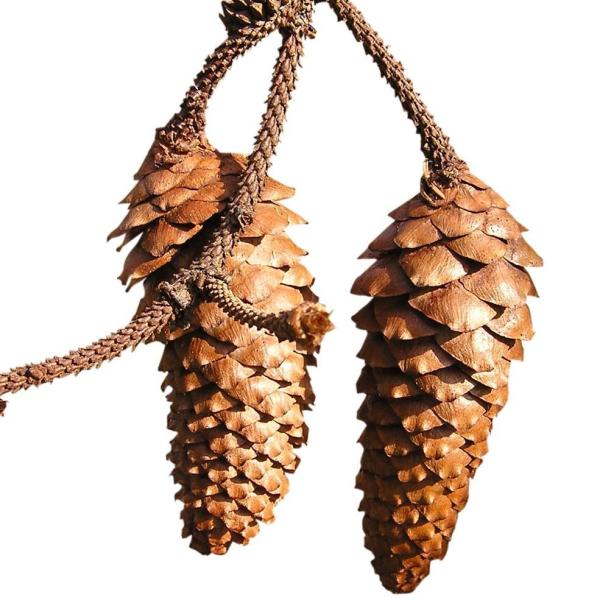 Cómo hacer un bonsái a partir de una semilla - Paso 2