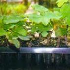 Cómo hacer un bonsái a partir de una semilla - Paso 4