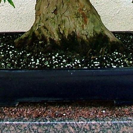 Cómo hacer un bonsái a partir de una semilla - Paso 5