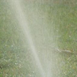 Cómo hacer un bonsái a partir de una semilla - Paso 6