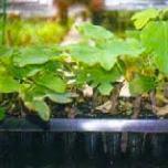 Cómo hacer un bonsái a partir de una semilla - Paso 7