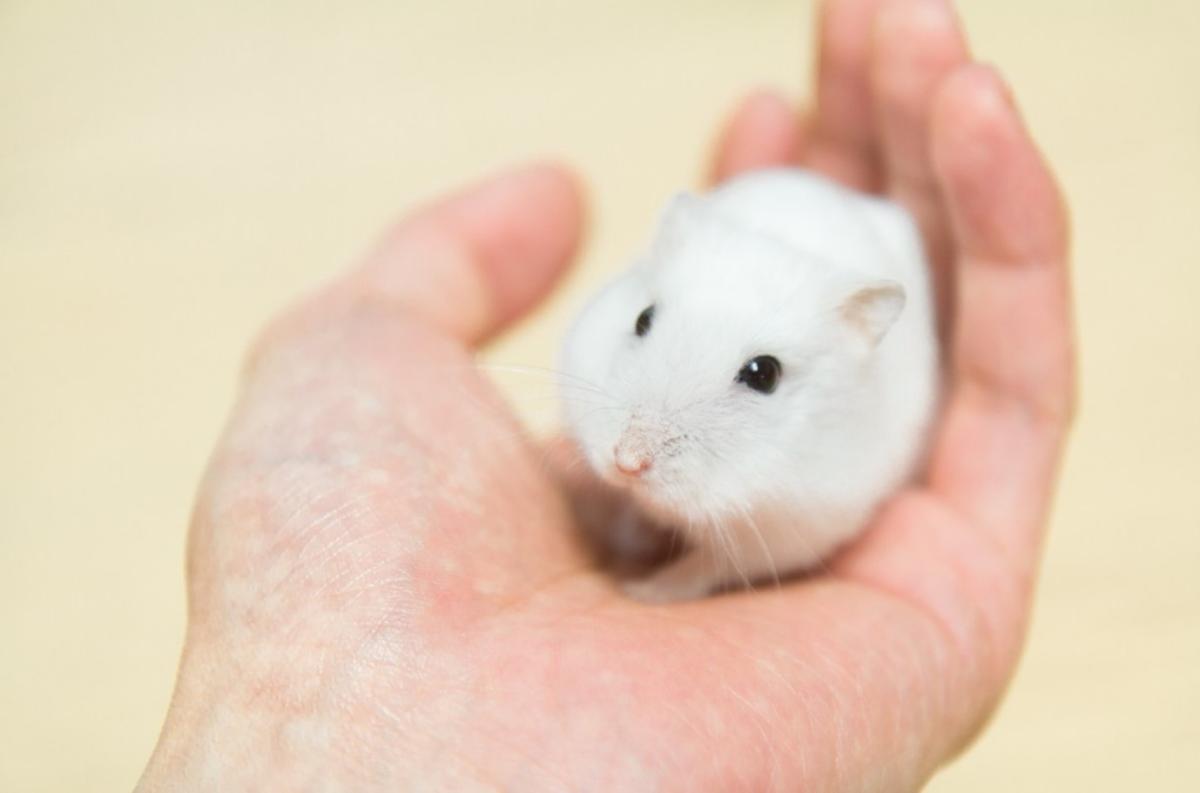 Cómo cuidar a un hámster