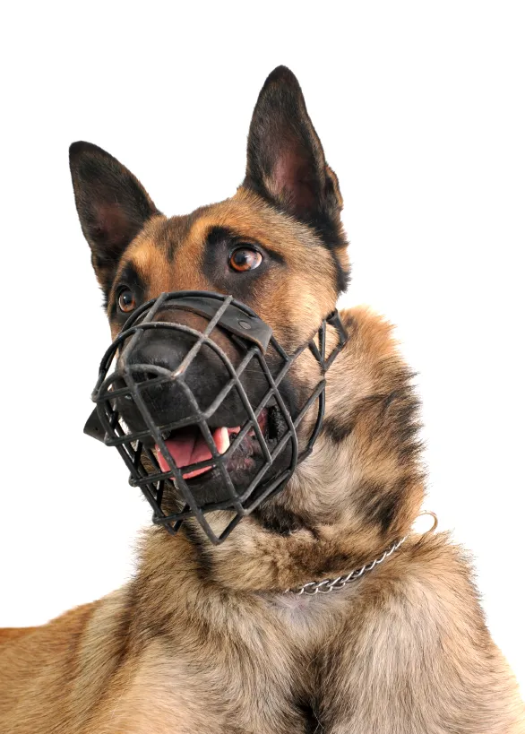 cuando se debe poner bozal a un perro