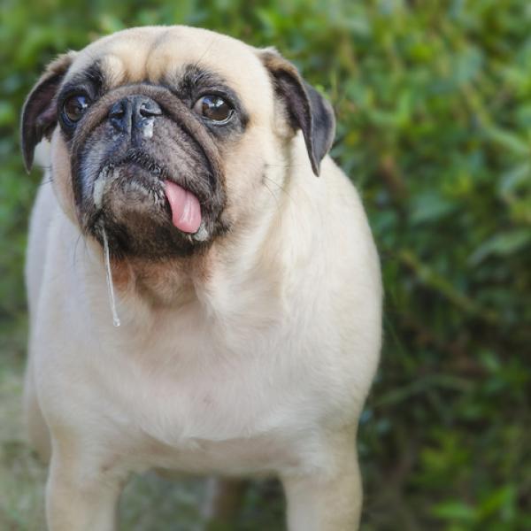 por qué mi perro vomita mucosidad amarilla