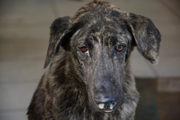 Mi perro tiene mocos verdes: por qué y qué le puedo dar - Mi perro tiene mocos verdes y legañas