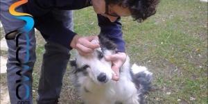 Cómo cuidar los ojos de un perro