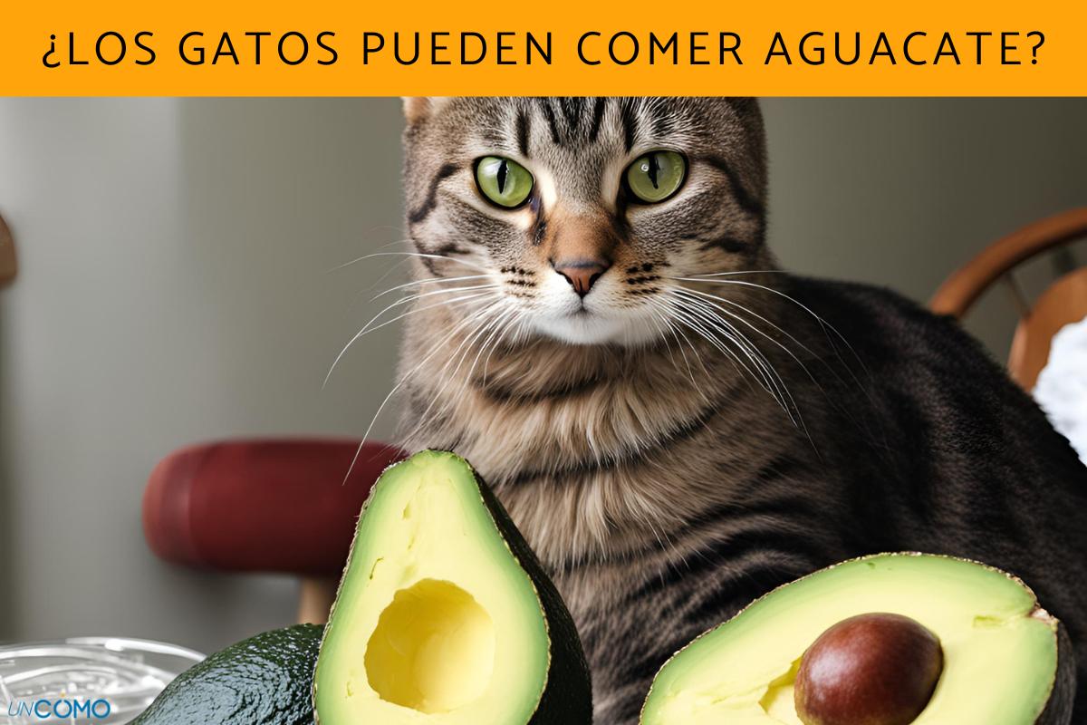 ¿Los gatos pueden comer aguacate? Conoce por qué no debes dárselo