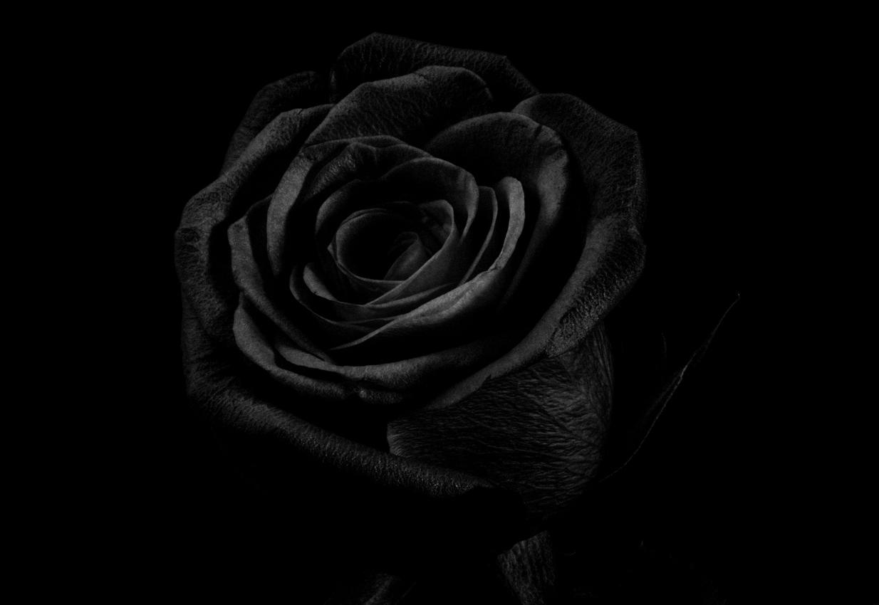 Cuál es el significado de las rosas negras