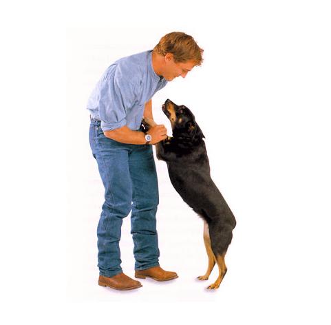 Cómo evitar que mi perro salte sobre la gente