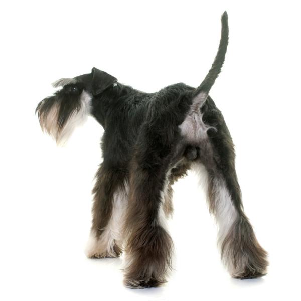 que significa cuando un perro arrastra su trasero