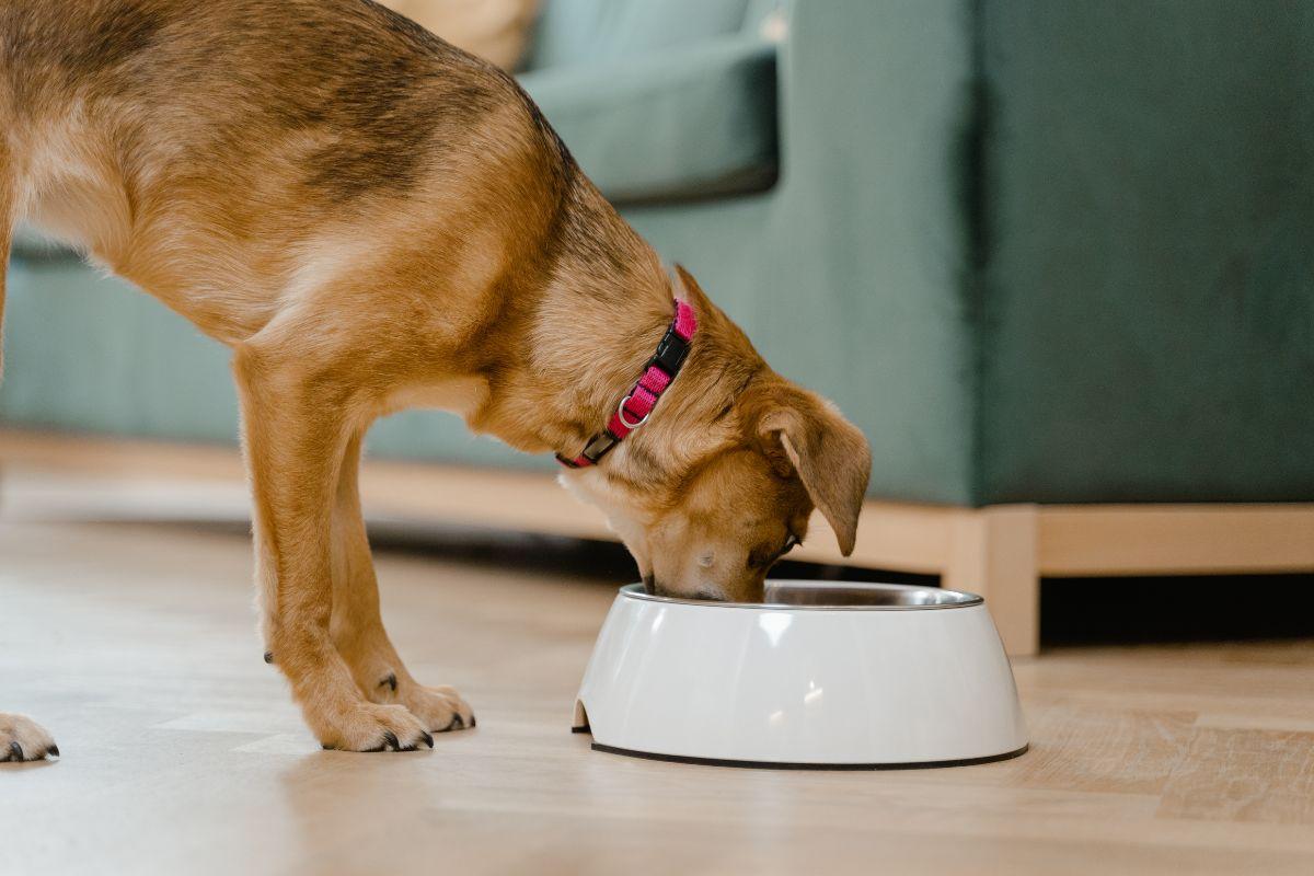 Descubre los mejores piensos para perros esterilizados recomendados por la OCU