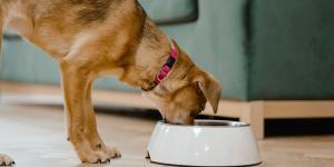 Descubre los mejores piensos para perros esterilizados recomendados por la OCU