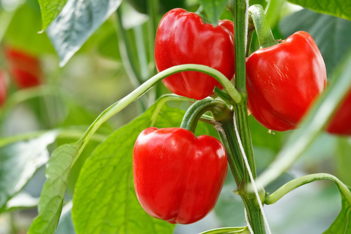 ¿El pimiento es fruta o verdura? Descubre la explicación
