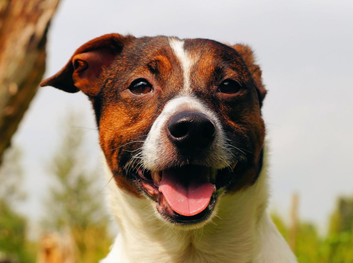 Cómo evitar que mi perro arañe las puertas