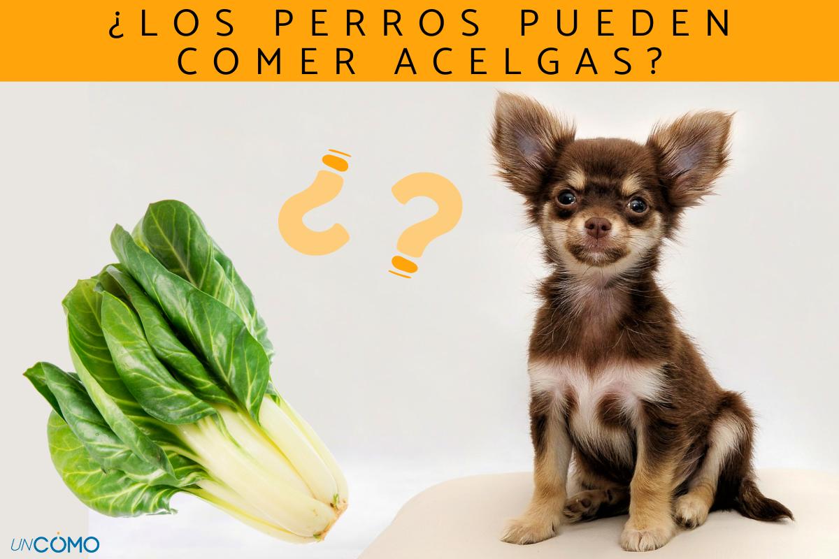 ¿Los perros pueden comer acelgas?