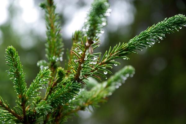 Plantas para clima continental - Paso 3