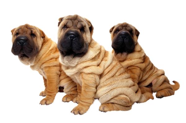 Como adiestrar a un shar pei 5 pasos