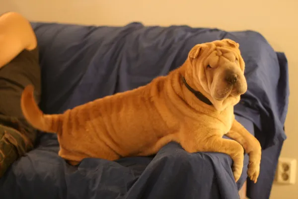 como caza el shar pei