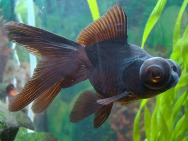 Cómo cuidar un pez telescopio