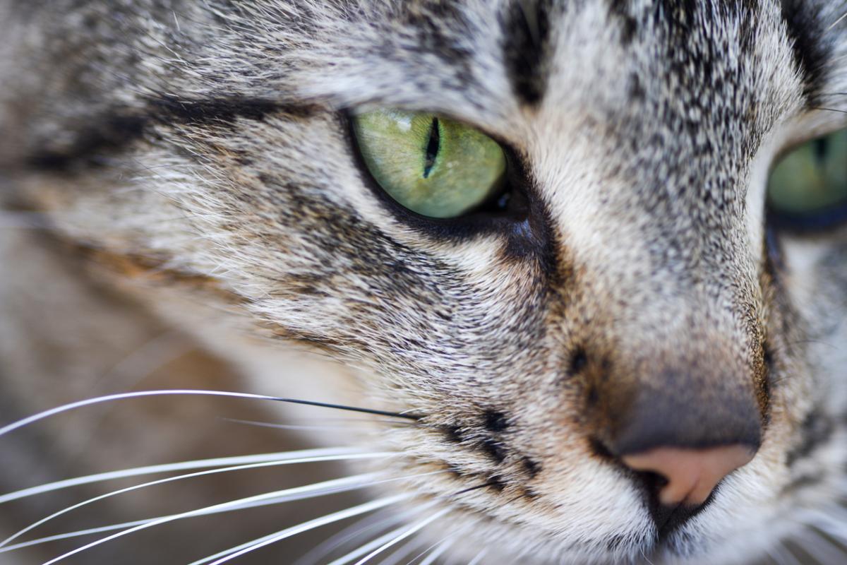 Por qué a mi gato se le caen los bigotes