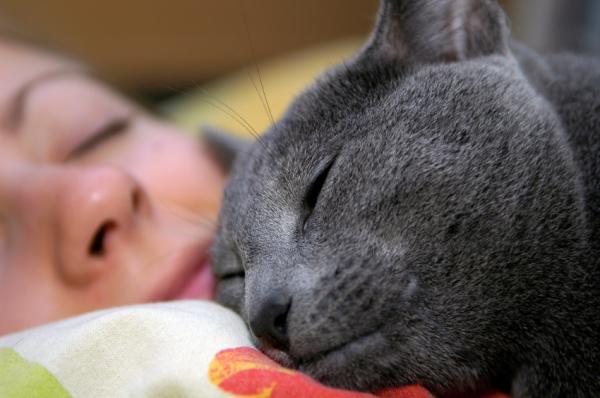 ¿Es malo dormir con el gato? - Antes de dormir con el gato ten en cuenta que...